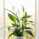 image-47