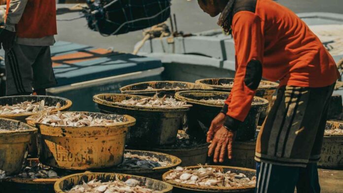 FISH MARKET